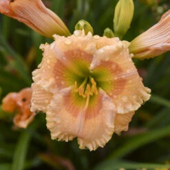Rainbow Rhythm® 'Orange Smoothie' Daylily -Florist Shop rainbow rhythm orange smoothie daylily 2