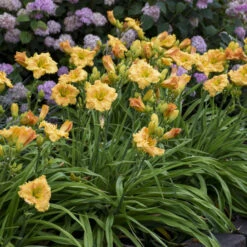 Rainbow Rhythm® 'Orange Smoothie' Daylily -Florist Shop rainbow rhythm orange smoothie daylily 3