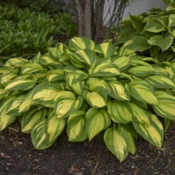 'Rainbow's End' Hosta -Florist Shop rainbows end hosta 4