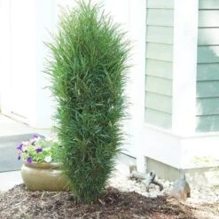 Fine Line® Improved Rhamnus -Florist Shop rhamnus fine line improved 3 sw