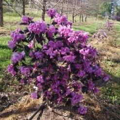 Black Hat® Rhododendron 6 Black Hat® Rhododendron -Florist Shop rhododendron black hat 1 cb6fd0bf 61f4 4683 bf52 5f71b24819e0 sw