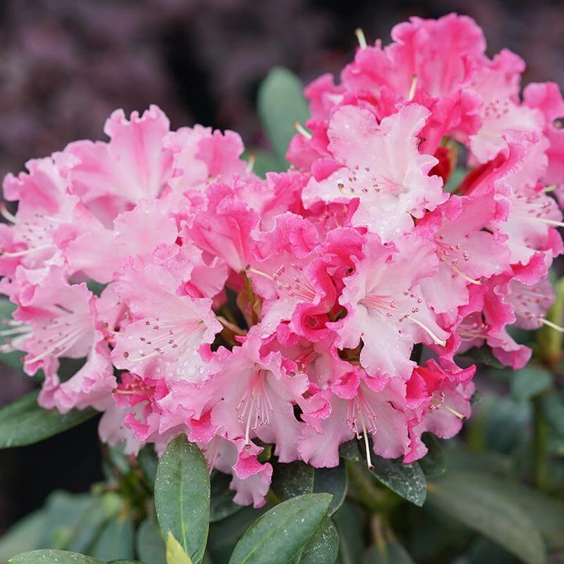 Dandy Man Color Wheel® Rhododendron 2 Dandy Man Color Wheel® Rhododendron - Image 2