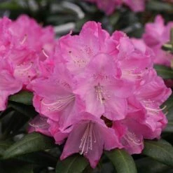 Dandy Man® Pink Rhododendron 6 Dandy Man® Pink Rhododendron -Florist Shop rhododendron dandy man pink 1 sw