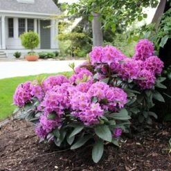 Dandy Man® Purple Rhododendron -Florist Shop rhododendron dandy man purple 3 sw