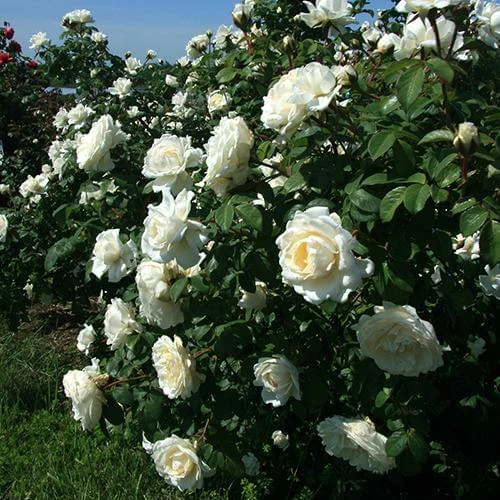 Cloud 10™ Climbing Rose 2 Cloud 10™ Climbing Rose - Image 2