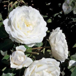 Cloud 10™ Climbing Rose 5 Cloud 10™ Climbing Rose -Florist Shop rosa cloud 10 3 P sw