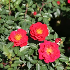 Oso Easy Urban Legend® Rose 12 Oso Easy Urban Legend® Rose -Florist Shop rosa oso easy urban legend 4 P