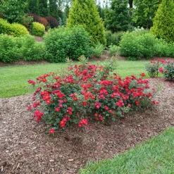 Oso Easy Urban Legend® Rose 11 Oso Easy Urban Legend® Rose -Florist Shop rosa oso easy urban legend 5 P