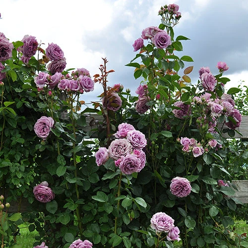 Quicksilver™ Climbing Rose 2 Quicksilver™ Climbing Rose - Image 2