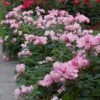 Blushing Knock Out® Rose