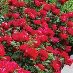 Double Knock Out® Rose -Florist Shop rose double knock out 4 sw
