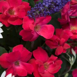 Knock Out® Rose -Florist Shop rose knock out 4