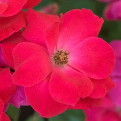 Knock Out® Rose -Florist Shop rose knock out 5