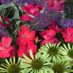 Knock Out® Rose -Florist Shop rose knock out 7