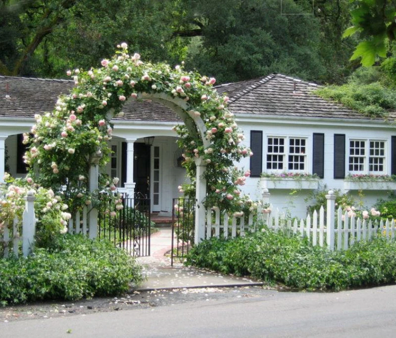 'New Dawn' Climbing Rose 2 'New Dawn' Climbing Rose - Image 2