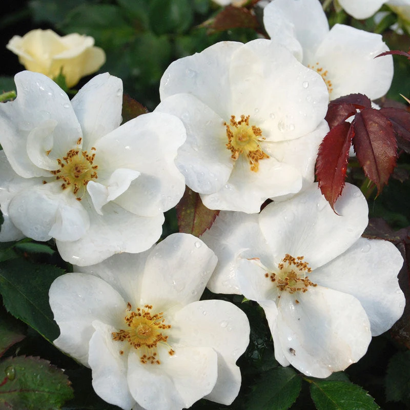 White Knock Out® Rose 1 White Knock Out® Rose
