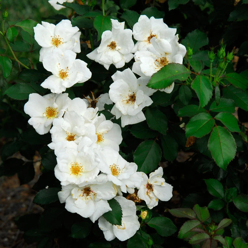 White Knock Out® Rose 2 White Knock Out® Rose - Image 2