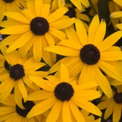Butterfly Garden Collection 13 Butterfly Garden Collection -Florist Shop rudbeckia goldsturm black eyed susan 1 b3037281 7c3f 4bff 9294 cd6e3503b693