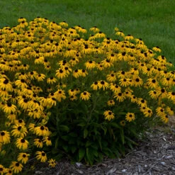 'American Gold Rush' Black-Eyed Susan (Rudbeckia)