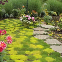 Irish Moss - Yellow -Florist Shop sagina subulata aurea scotch moss 4