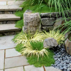 Irish Moss 6 Irish Moss -Florist Shop sagina subulata irish moss 3