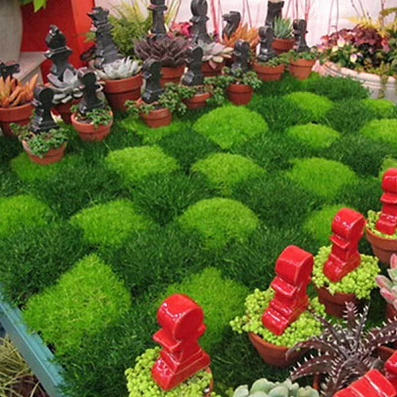 Irish Moss 4 Irish Moss - Image 4