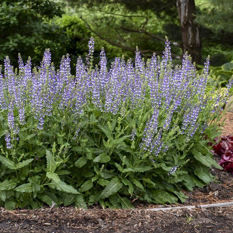 Color Spires® 'Azure Snow' Salvia 4 Color Spires® 'Azure Snow' Salvia - Image 4