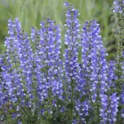 Color Spires® 'Azure Snow' Salvia 11 Color Spires® 'Azure Snow' Salvia -Florist Shop salvia azure snow 4 sw