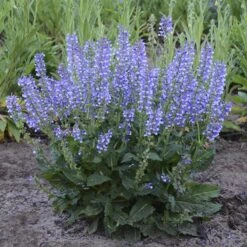 Color Spires® 'Azure Snow' Salvia