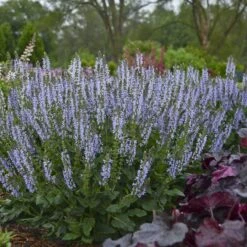 Color Spires® 'Crystal Blue' Salvia -Florist Shop salvia crystal blue 2 sw