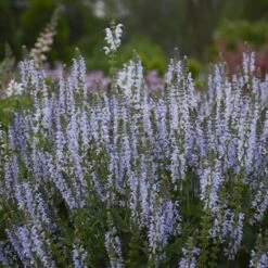 Color Spires® 'Crystal Blue' Salvia -Florist Shop salvia crystal blue 3 sw