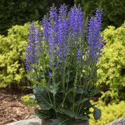 Color Spires® 'Indiglo Girl' Salvia 10 Color Spires® 'Indiglo Girl' Salvia -Florist Shop salvia indiglo girl 3 sw