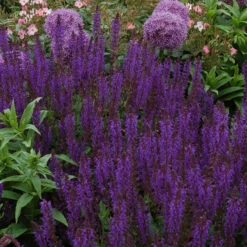 'May Night' Salvia -Florist Shop salvia may night 2