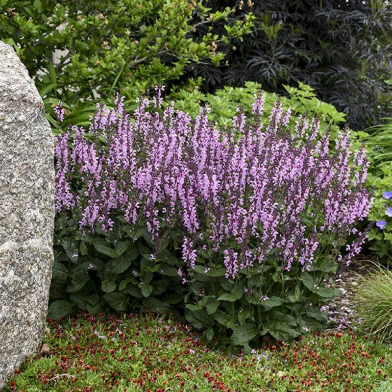 Color Spires® 'Pink Dawn' Salvia 3 Color Spires® 'Pink Dawn' Salvia - Image 3