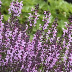 Color Spires® 'Pink Dawn' Salvia 8 Color Spires® 'Pink Dawn' Salvia -Florist Shop salvia pink dawn 3 sw