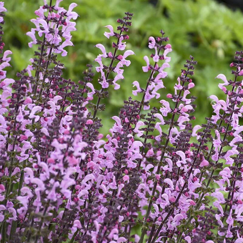 Color Spires® 'Pink Dawn' Salvia 4 Color Spires® 'Pink Dawn' Salvia - Image 4