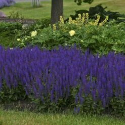 Color Spires® 'Violet Riot' Salvia 6 Color Spires® 'Violet Riot' Salvia -Florist Shop salvia violet riot 1 sw