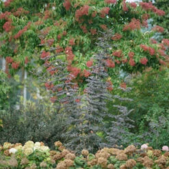 Laced Up® Elderberry -Florist Shop sambucus laced up 3