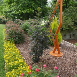 Laced Up® Elderberry -Florist Shop sambucus laced up 4