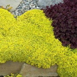 Golden Stonecrop -Florist Shop sedum acre aureum 2 sw