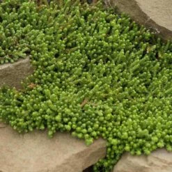 Golden Stonecrop -Florist Shop sedum acre aureum 4 sw