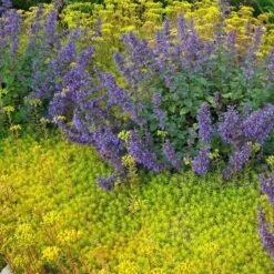 'Angelina' Stonecrop -Florist Shop sedum angelina 3 290d8295 fbb3 4230 95cf 735b1b3781b7 sw