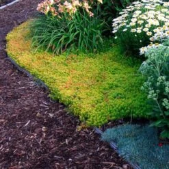 'Angelina' Stonecrop -Florist Shop sedum angelina 4 c1960bac f9a2 498d b839 bdc91bfcdf90 sw