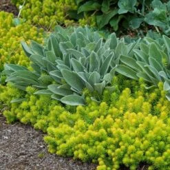 'Angelina' Stonecrop -Florist Shop sedum angelina 6 bd4c972d 7594 4131 aed1 4806fee7312b sw