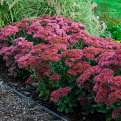 Butterfly Garden Collection 11 Butterfly Garden Collection -Florist Shop sedum autumn joy 3
