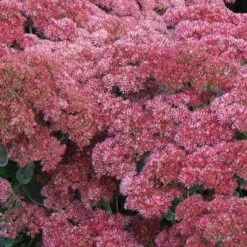 'Autumn Joy' Stonecrop -Florist Shop sedum autumn joy 5 897b38ab 3ac0 4b4c 9b48 20f691cba69b sw
