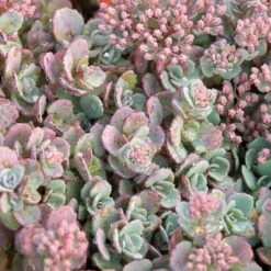 'Lidakense' Stonecrop