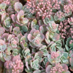 Succulent Ground Cover Collection -Florist Shop sedum cauticola lidakense 1 63b063a7 3f2a 492e bc5c d5b12f64e4e7