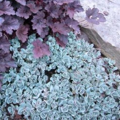 'Lidakense' Stonecrop -Florist Shop sedum cauticola lidakense 3 sw