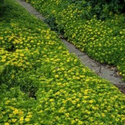 Japanese Stonecrop (Sedum Ellacombianum) 9 Japanese Stonecrop (Sedum Ellacombianum) -Florist Shop sedum ellacombianum 4 sw